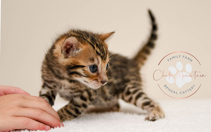 Bengal kitten for sale